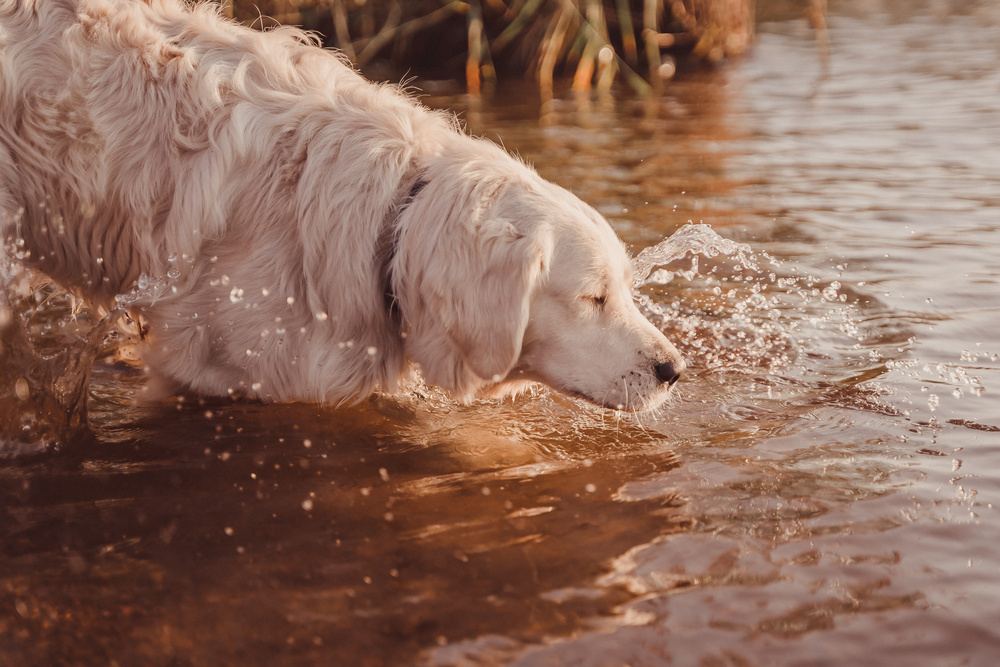 Golden Retriever drinking water