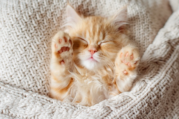 Cat sleeping more in winter - feline behavior during cold season