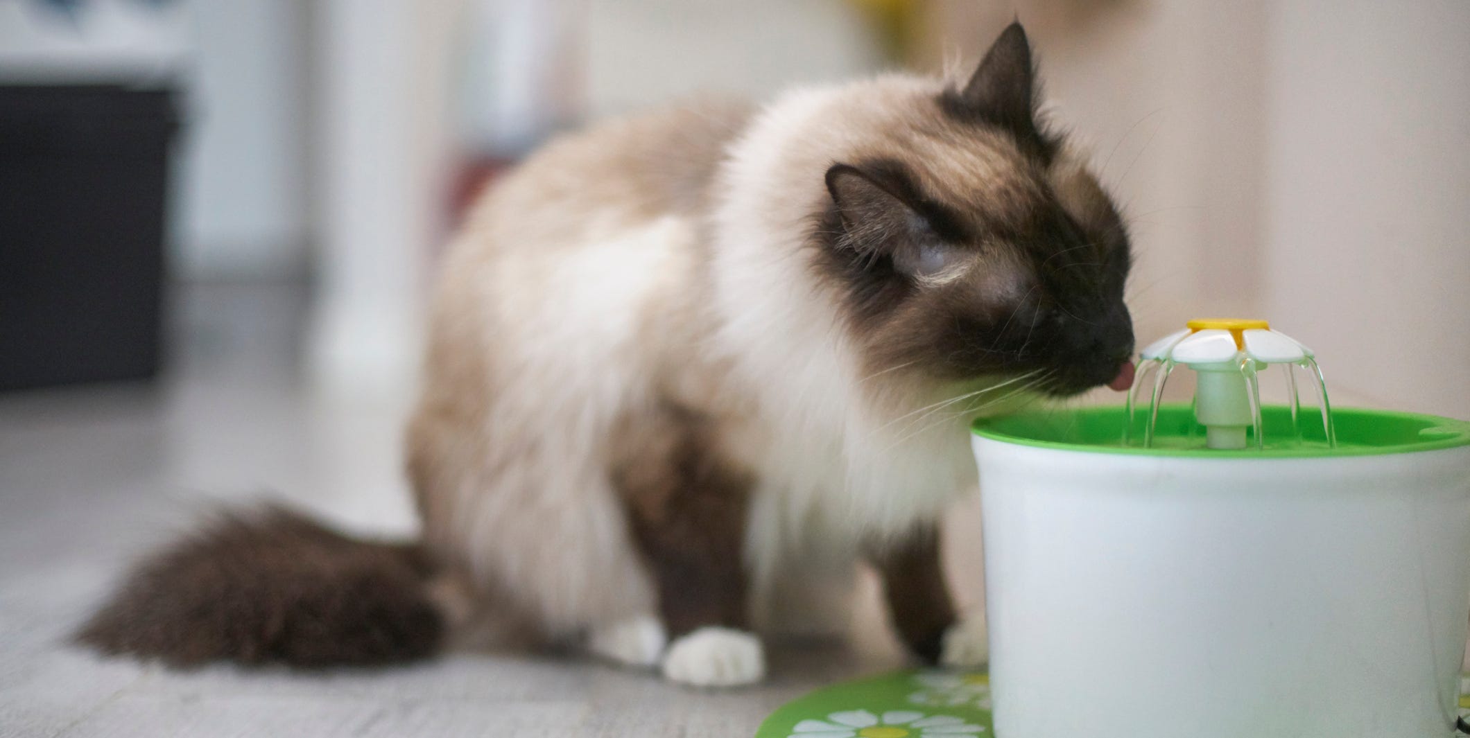Dog and cat drinking from an automatic pet water fountain together