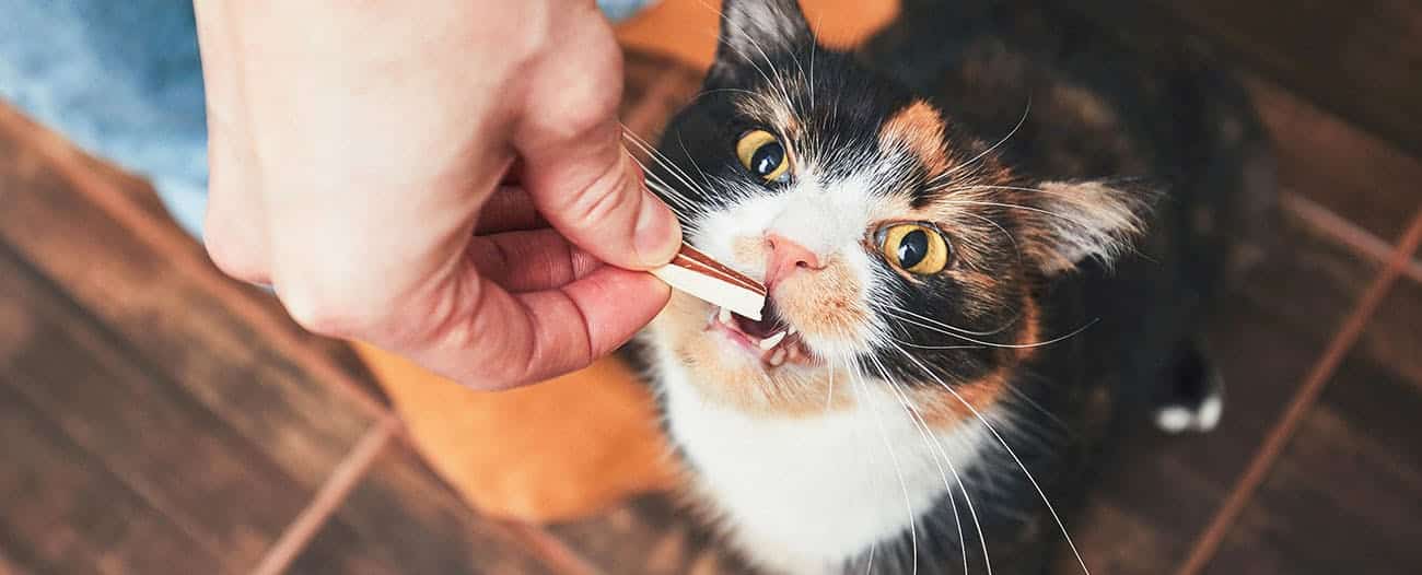 Adult cat receiving treat during positive reinforcement training session