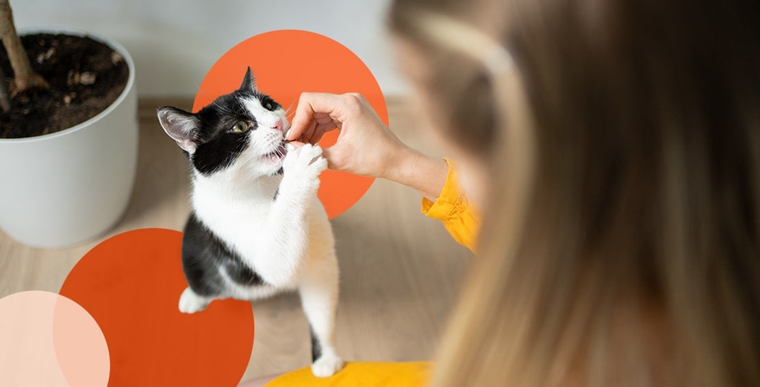 Adult cat being trained with positive reinforcement - owner using treats to teach behavior