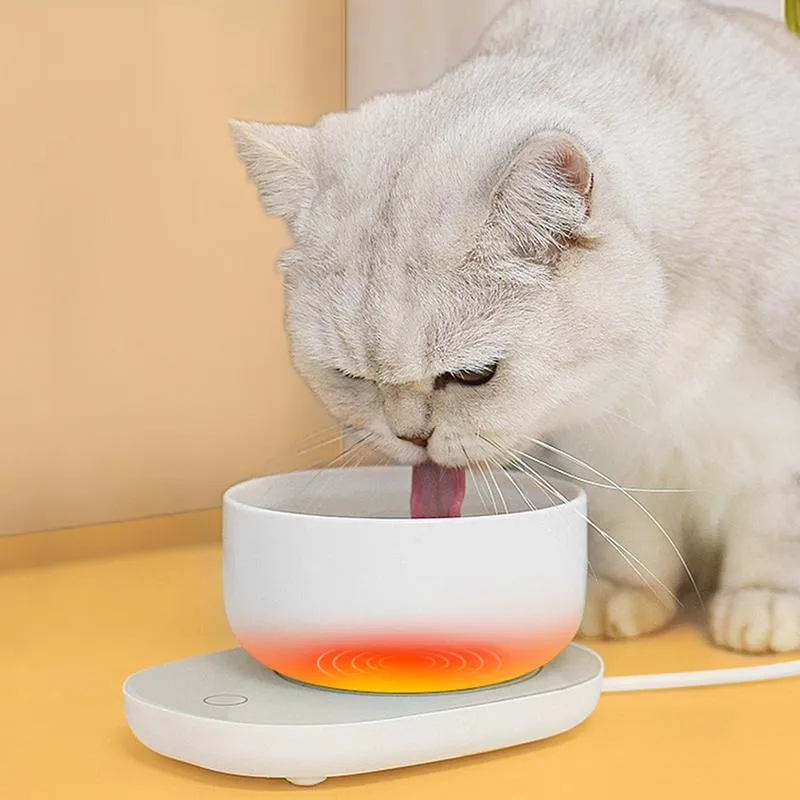 Cat drinking from heated water fountain - winter hydration for felines