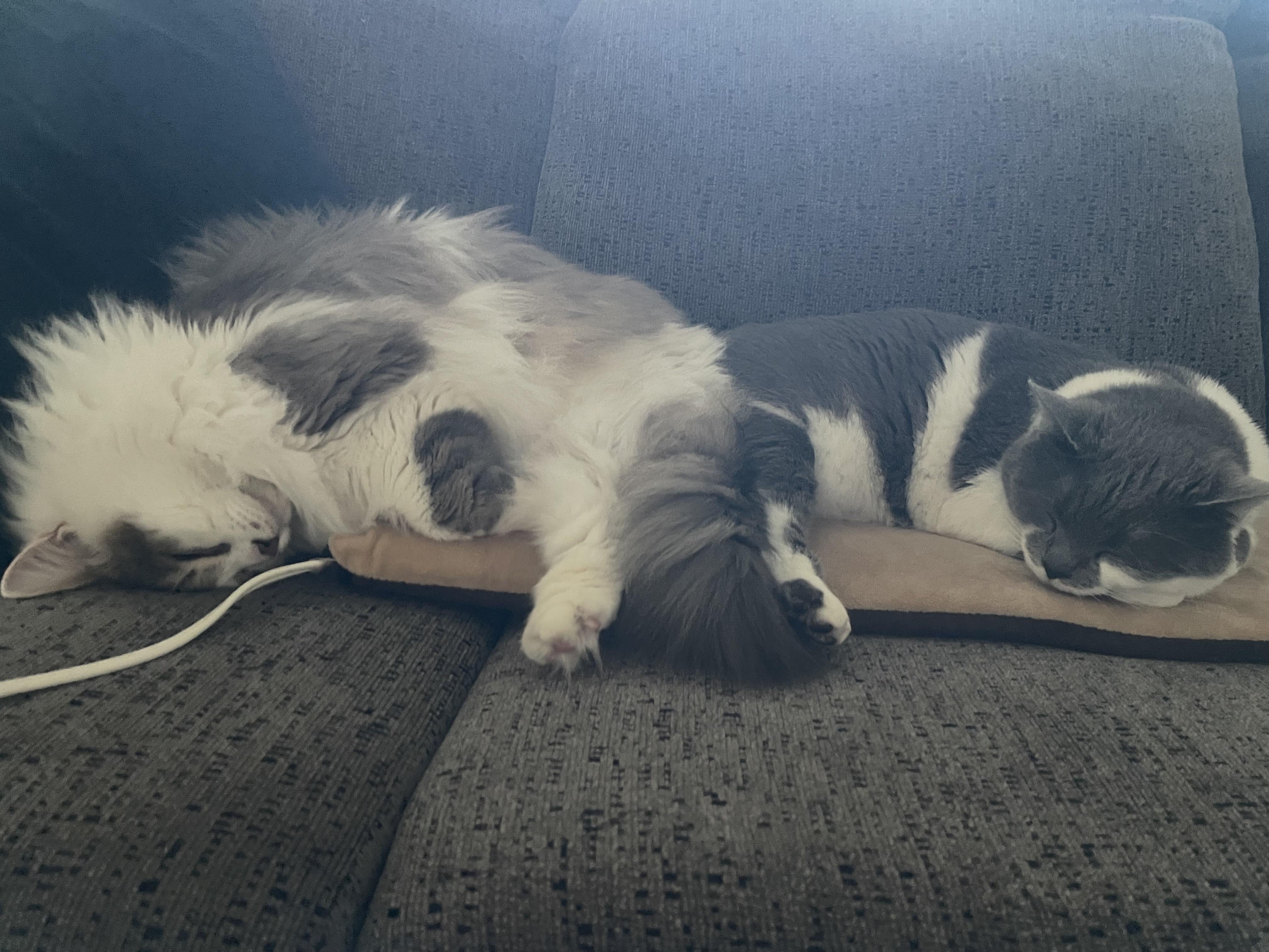 Cat resting in heated bed during winter - warm and cozy feline care