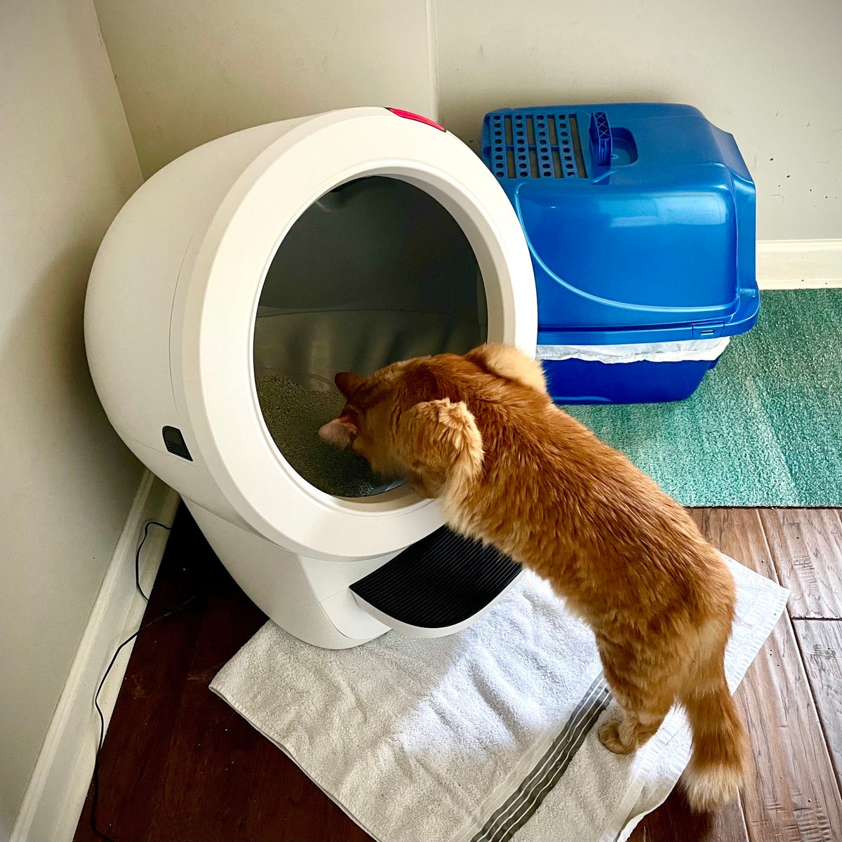 Cat using a smart litter box, demonstrating ease of use for multi-cat households