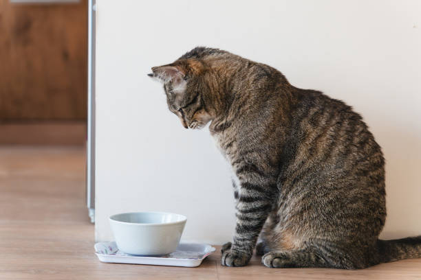 Cat hesitating to drink from a traditional water bowl due to poor design