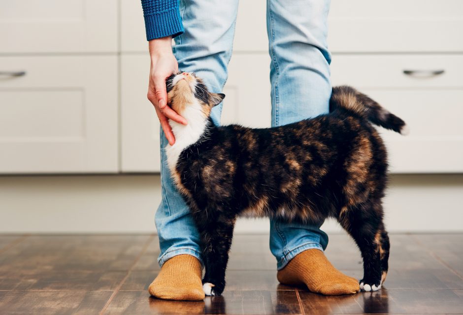 A shy cat in a comfortable environment with low-stress pet devices