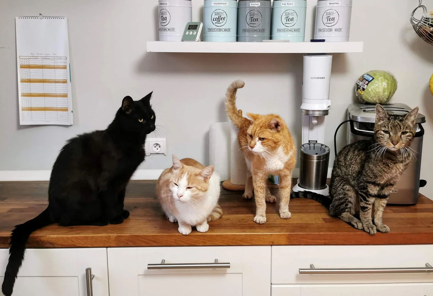 Calm multi-cat household using smart feeders
