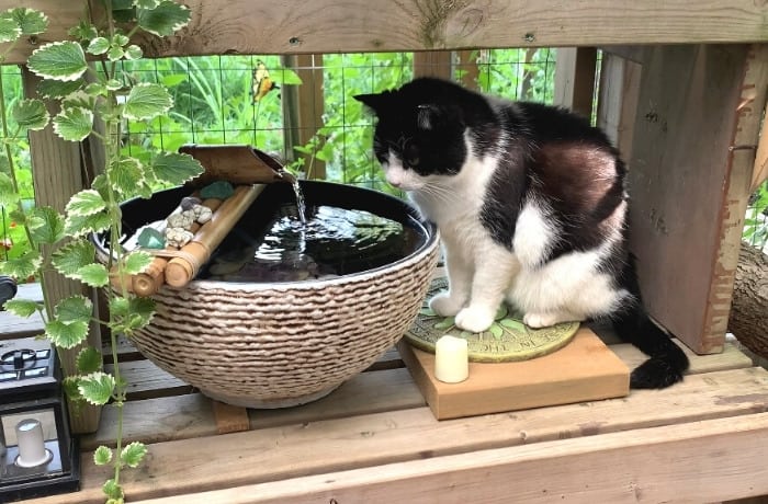 Cat happily drinking from a 2025 smart water fountain