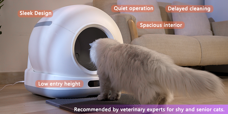 Cat approaching litter box