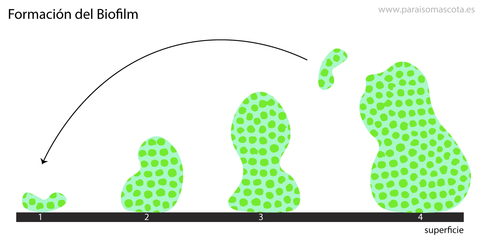 Biofilm bacteria growth in pet water bowls